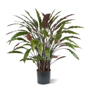 Kalatea Czerwona 85 cm