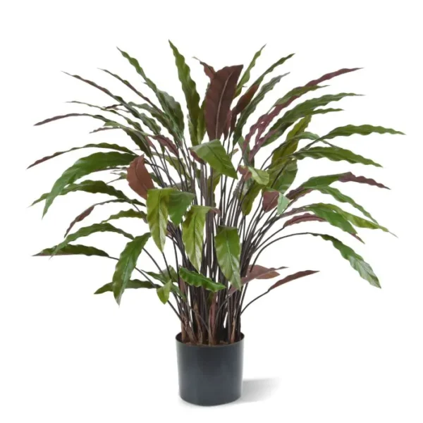 Kalatea Czerwona 85 cm