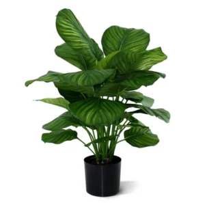 Kalatea-Fasciata-80-cm.webp Kalatea Fasciata 80 cm