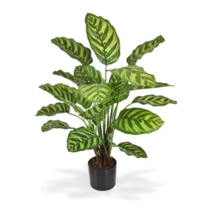 Kalatea Makoyana 60 cm
