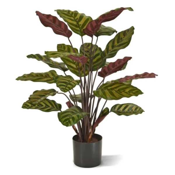 Kalatea Makoyana 60 cm