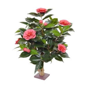Kamelia Japońska Różowa 65 cm