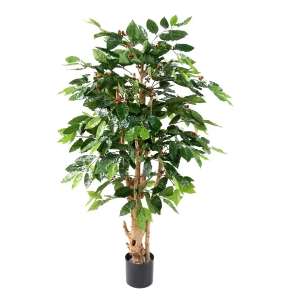 Kawowiec 150 cm