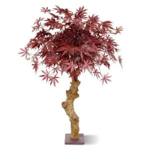 Klon - Bonsai Burgundowy 85 cm