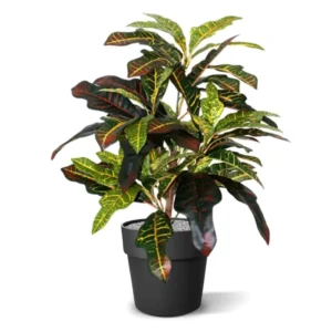Kroton 50 cm