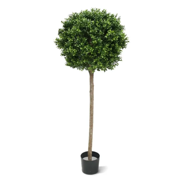 Bukszpan - Kula na Pniu UV 140 cm