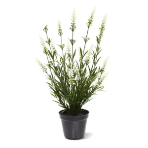 Lawenda-Kremowa-UV-50-cm.webp Lawenda Kremowa UV 50 cm