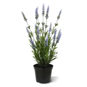 Lawenda-Niebieska-UV-50-cm.webp Lawenda Niebieska UV 50 cm