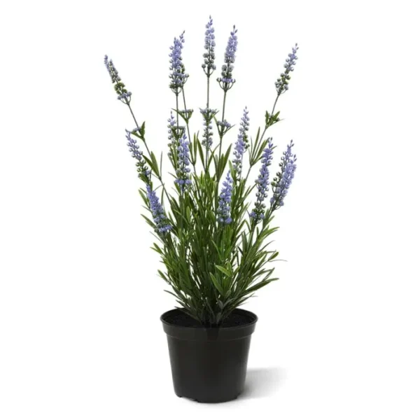 Lawenda Niebieska UV 50 cm