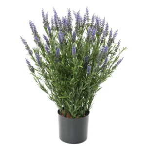 Lawenda-Niebieska-UV-70-cm.webp Lawenda Niebieska UV 70 cm