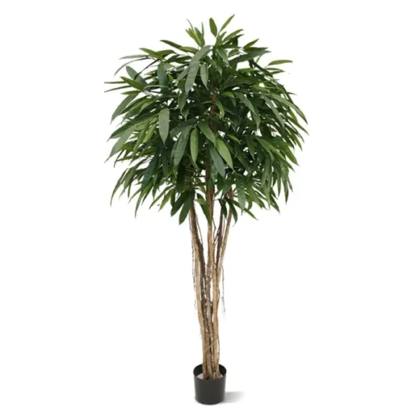 Longifolia Luksusowa 180 cm
