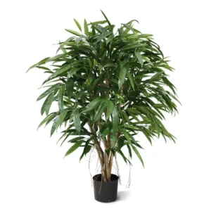 Longifolia Luksusowa 120 cm