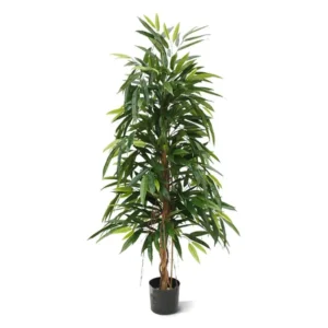 Longifolia Royal 150 cm