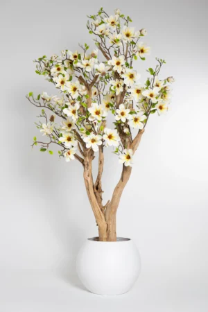 MAGNOLIA-BIALA-2.webp Drzewo magnolii z białymi kwiatami na naturalnym egzotycznym pniu