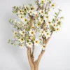 Drzewo magnolii z białymi kwiatami na naturalnym egzotycznym pniu