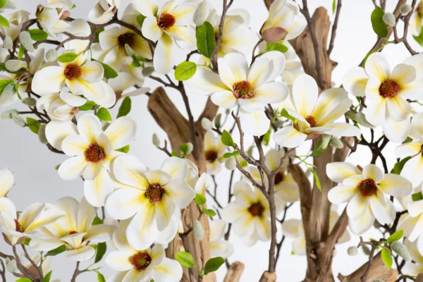Drzewo magnolii z białymi kwiatami na naturalnym egzotycznym pniu