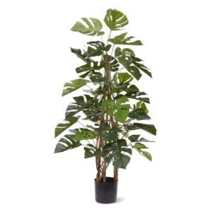 Monstera Pnąca Luksusowa 120 cm