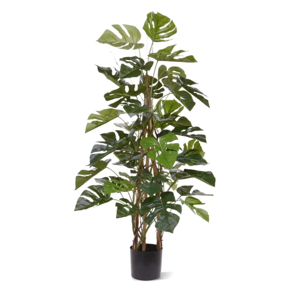 Monstera Pnąca Luksusowa 120 cm