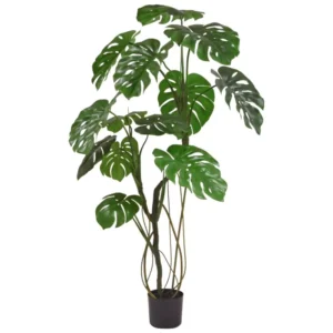 Monstera-150-cm.webp Monstera 150 cm
