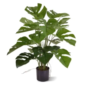 Monstera-50-cm.webp Monstera 50 cm