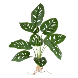 Monstera-Adonsonii-na-Piku-40-cm.webp Monstera Adansonii na Piku 40 cm