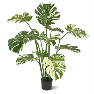 Monstera-Deliciosa-110-cm.webp Monstera Deliciosa 110 cm