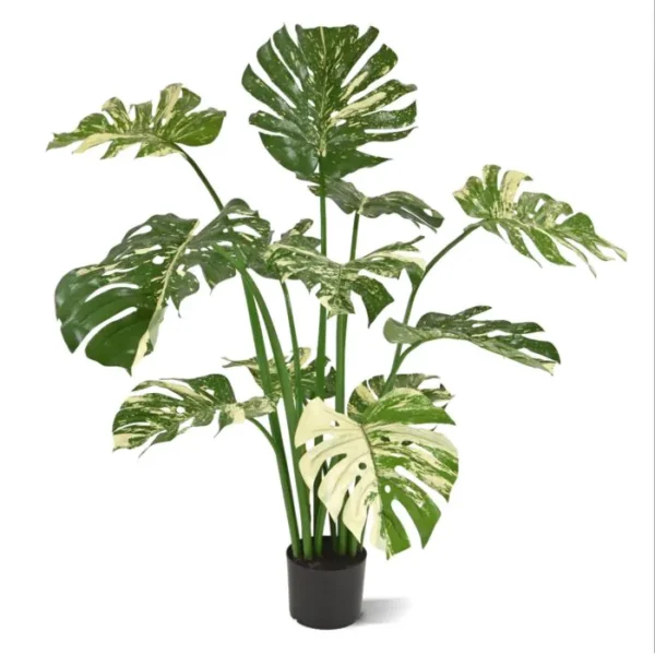 Monstera Deliciosa 110 cm