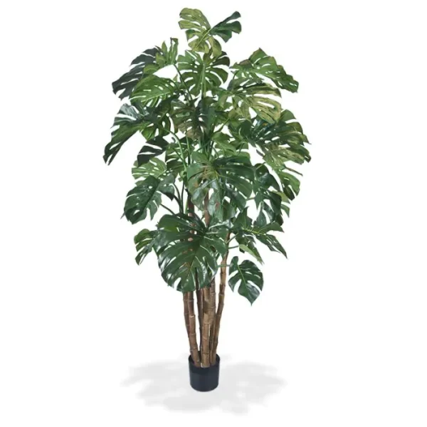 Monstera Luksusowa 210 cm