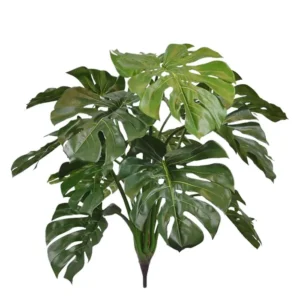 Monstera-Luksusowa-na-Piku-75-cm.webp Monstera Luksusowa na Piku 75 cm