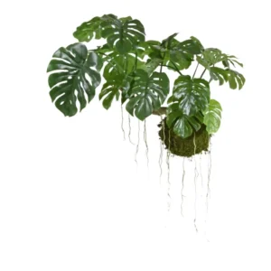 Monstera-na-Kuli-z-Mchu-90-cm.webp Monstera na Kuli z Mchu 90 cm