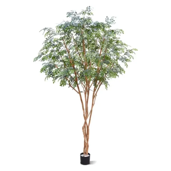 Murraja Luksusowa 325 cm