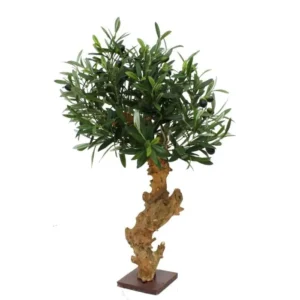 Oliwka - Bonsai 60 cm