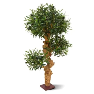 Oliwka - Bonsai 90 cm