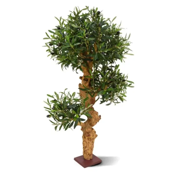 Oliwka - Bonsai 90 cm