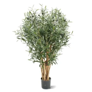 Oliwka Luksusowa 100 cm