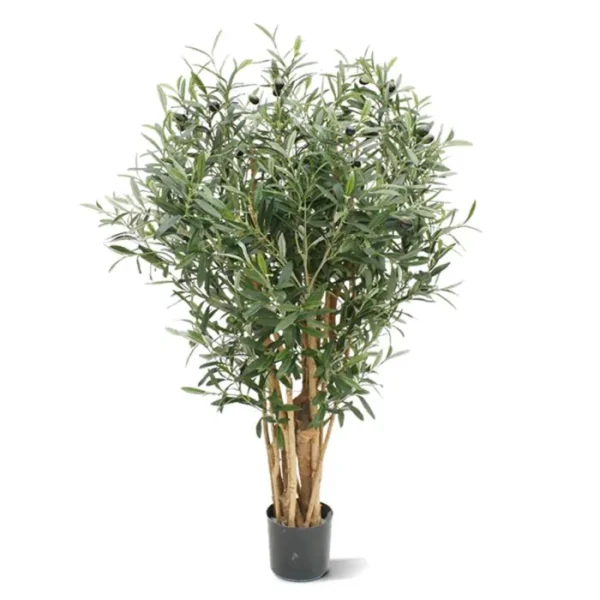Oliwka Luksusowa 100 cm