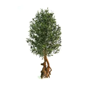 Oliwka Luksusowa 150 cm