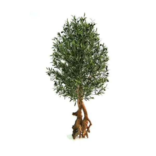 Oliwka Luksusowa 150 cm