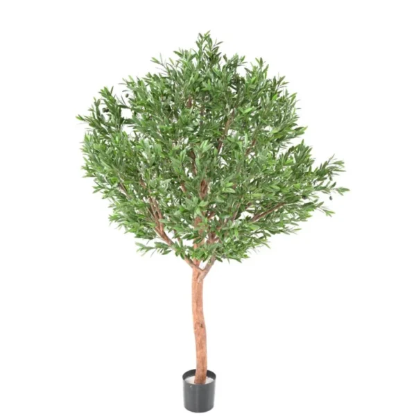 Oliwka Luksusowa UV 210 cm