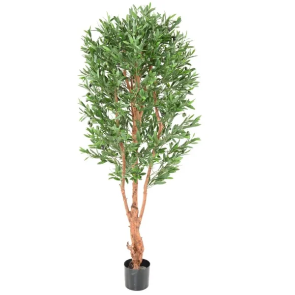 Oliwka na Sękatym Pniu UV 180 cm