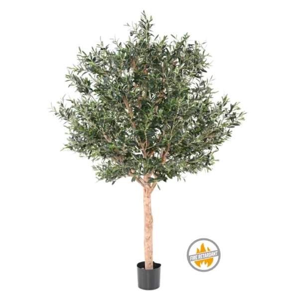 Oliwka Luksusowa 210 cm - Produkt Trudnopalny FR
