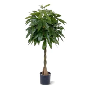 Pachira Luksusowa 120 cm