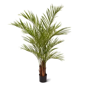 Palma-Areka-Coconout-150-cm.webp Palma Areka Coconut 150 cm