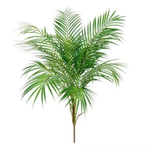 Palma Areka na Piku 80 cm