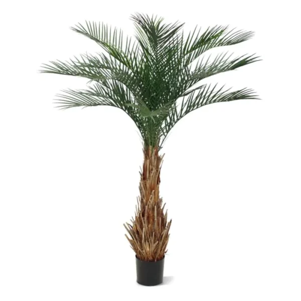 Palma Feniks Luksusowa 180 cm