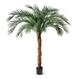 Palma Feniks Luksusowa 225 cm