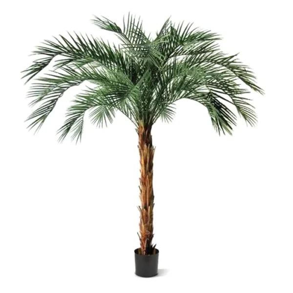 Palma Feniks Luksusowa 225 cm