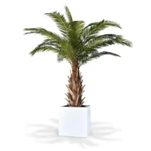 Palma Feniks Luksusowa 300 cm
