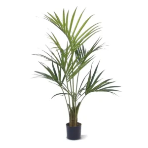 Palma-Kentia-Naturalna-140-cm.webp Palma Kentia Naturalna 140 cm