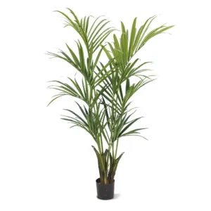Palma-Kentia-Naturalna-170-cm.webp Palma Kentia Naturalna 165 cm